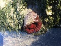 Bunodosoma caissarum