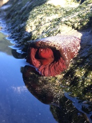 Bunodosoma caissarum