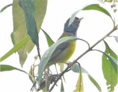 Cnemoscopus rubrirostris