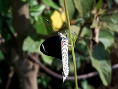 Diaethria candrena