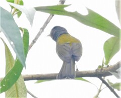 Cnemoscopus rubrirostris