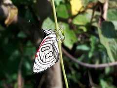 Diaethria candrena