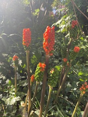 Arum italicum