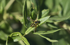 Chrysotoxum intermedium