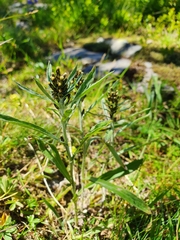 Omalotheca norvegica