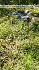 Omalotheca norvegica