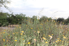 Sidneya