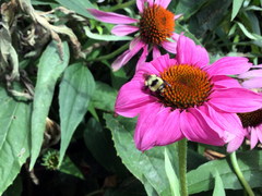 Bombus huntii