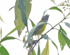 Cnemoscopus rubrirostris