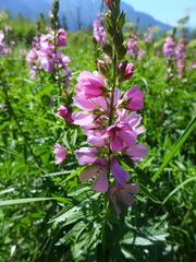 Sidalcea hendersonii