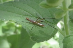 Micropeza stigmatica