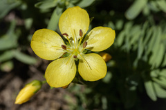 Linum kingii