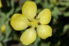 Linum kingii
