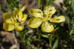 Linum kingii