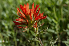 Castilleja applegatei viscida