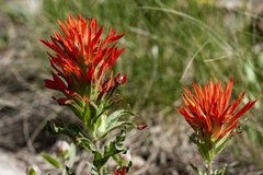 Castilleja applegatei viscida