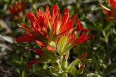 Castilleja applegatei viscida