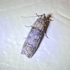 Dioryctria pentictonella