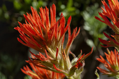 Castilleja applegatei viscida