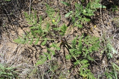 Palimbia turgaica