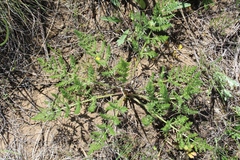 Palimbia turgaica