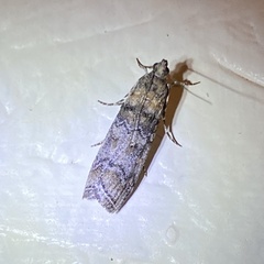 Dioryctria pentictonella