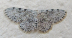 Scopula nigrinotata