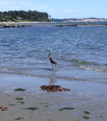 Ardea herodias fannini
