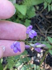 Astragalus bourgovii