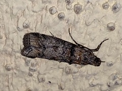 Dioryctria pentictonella