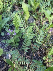 Astragalus bourgovii