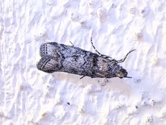 Dioryctria pentictonella