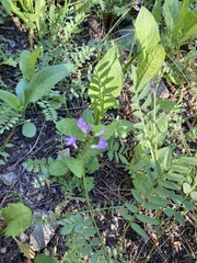 Astragalus bourgovii