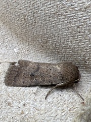 Hoplodrina blanda
