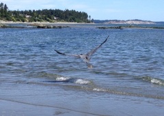 Ardea herodias fannini