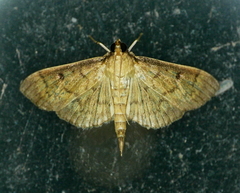 Herpetogramma fluctuosalis