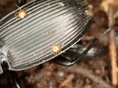 Berzercon ferdinandi