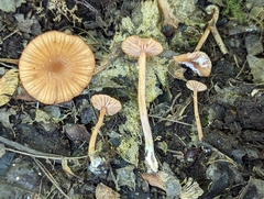 Laccaria striatula