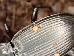 Berzercon ferdinandi