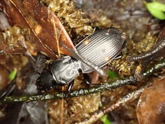 Berzercon ferdinandi