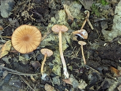 Laccaria striatula