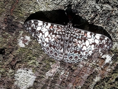Hamadryas fornax