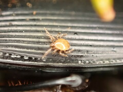 Berzercon ferdinandi