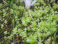 Plagiomnium undulatum