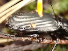 Berzercon ferdinandi