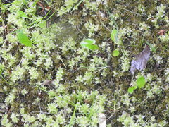 Plagiomnium undulatum