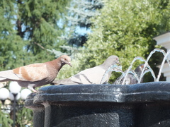 Columba livia