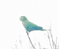 Leptosittaca branickii