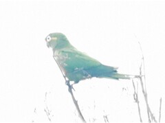 Leptosittaca branickii