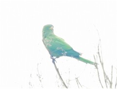 Leptosittaca branickii